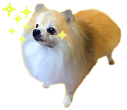 Pomeranian Junco real 2 sticker #9745523