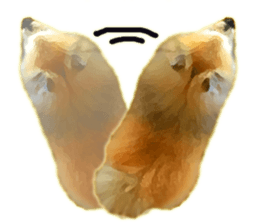 Pomeranian Junco real 2 sticker #9745525