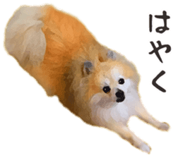 Pomeranian Junco real 2 sticker #9745527