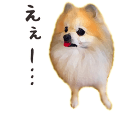 Pomeranian Junco real 2 sticker #9745529