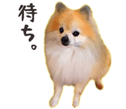 Pomeranian Junco real 2 sticker #9745530