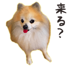 Pomeranian Junco real 2 sticker #9745531