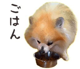 Pomeranian Junco real 2 sticker #9745532