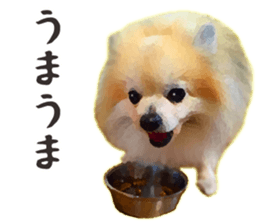 Pomeranian Junco real 2 sticker #9745533