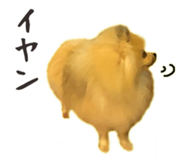 Pomeranian Junco real 2 sticker #9745536