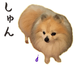 Pomeranian Junco real 2 sticker #9745537