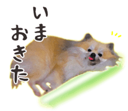 Pomeranian Junco real 2 sticker #9745540