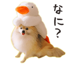 Pomeranian Junco real 2 sticker #9745542