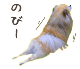 Pomeranian Junco real 2 sticker #9745543