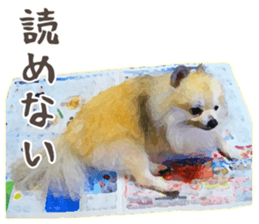 Pomeranian Junco real 2 sticker #9745544