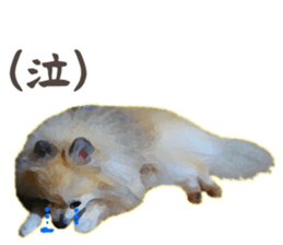 Pomeranian Junco real 2 sticker #9745547