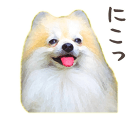 Pomeranian Junco real 2 sticker #9745548