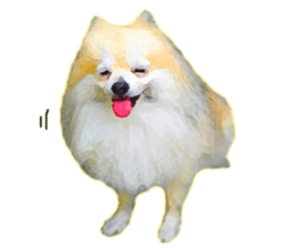 Pomeranian Junco real 2 sticker #9745549