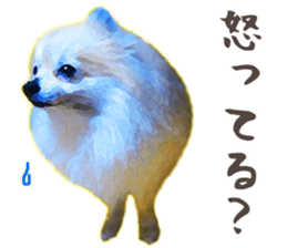 Pomeranian Junco real 2 sticker #9745550