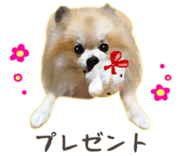 Pomeranian Junco real 2 sticker #9745551