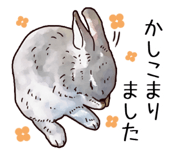 Watercolor rabbit sticker sticker #9763857
