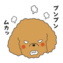 Toy poodle of the name as PU sticker #9767150