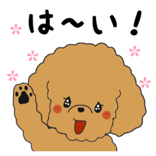 Toy poodle of the name as PU sticker #9767152