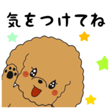 Toy poodle of the name as PU sticker #9767156
