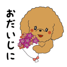 Toy poodle of the name as PU sticker #9767161