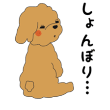 Toy poodle of the name as PU sticker #9767170