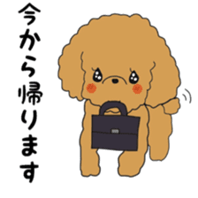 Toy poodle of the name as PU sticker #9767171