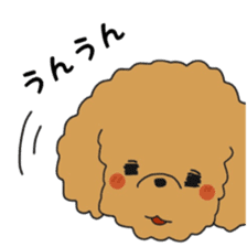 Toy poodle of the name as PU sticker #9767175