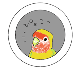 true  parrots sticker #9776501