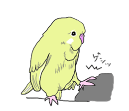 true  parrots sticker #9776519