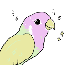 true  parrots sticker #9776527