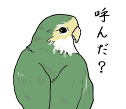 true  parrots sticker #9776533