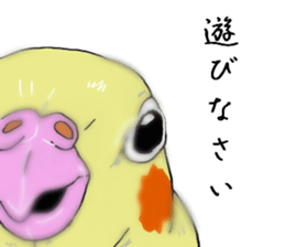 true  parrots sticker #9776535