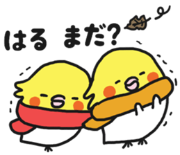 Cockateel club sticker #9781764