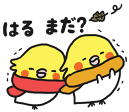 Cockateel club sticker #9781764