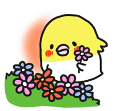 Cockateel club sticker #9781765