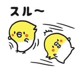 Cockateel club sticker #9781767