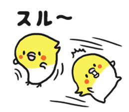 Cockateel club sticker #9781767