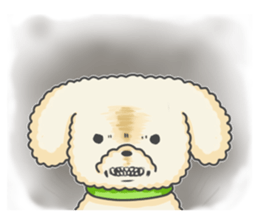 Moko of Toy Poodle sticker #9784348