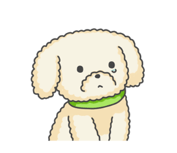 Moko of Toy Poodle sticker #9784350