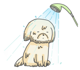 Moko of Toy Poodle sticker #9784368