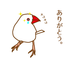 Daily Java sparrow! sticker #9813480