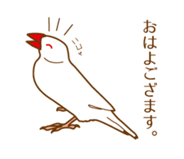 Daily Java sparrow! sticker #9813481