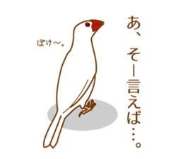 Daily Java sparrow! sticker #9813484