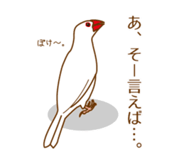 Daily Java sparrow! sticker #9813484
