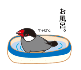 Daily Java sparrow! sticker #9813488