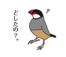Daily Java sparrow! sticker #9813490