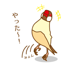 Daily Java sparrow! sticker #9813496