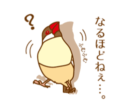 Daily Java sparrow! sticker #9813499