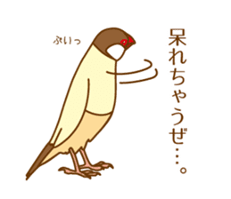 Daily Java sparrow! sticker #9813501