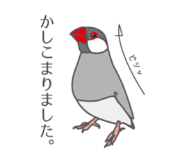 Daily Java sparrow! sticker #9813502